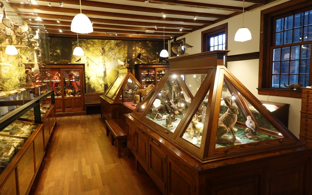 Zaal met houten vitrines in museum Natura Docet in Denekamp